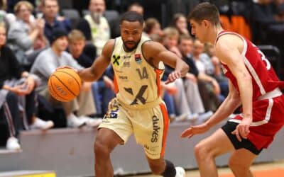 Die Schwäne kommen nach Klosterneuburg